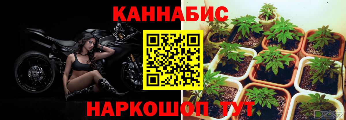 Каннабис индика  Конопля тримм  Курчалой  Вход с VPN  Канабис AK-47 